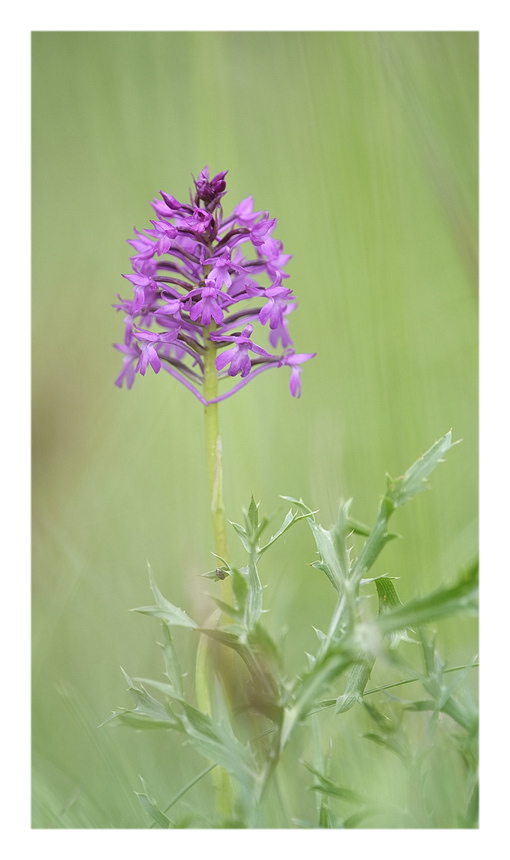 Orchidee Venete 2023 - 1