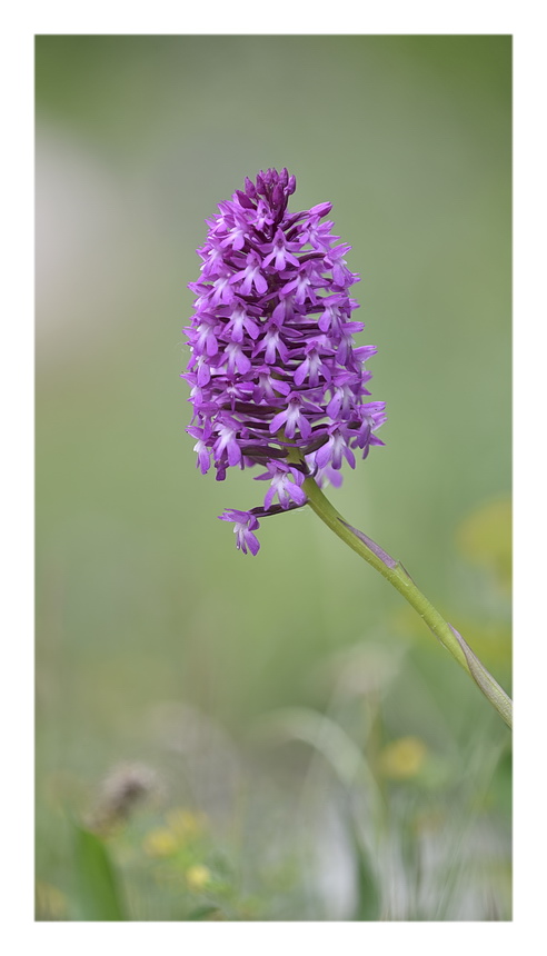 Orchidee Venete 2023 - 1