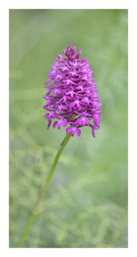 Orchidee Venete 2023 - 1