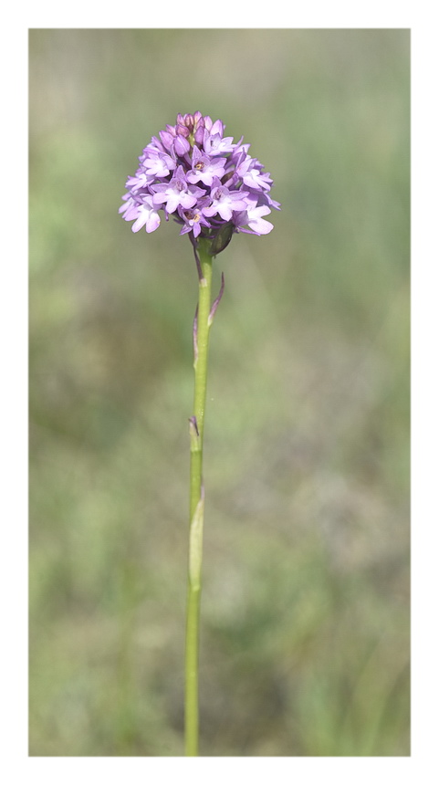 Orchidee Venete 2023 - 1