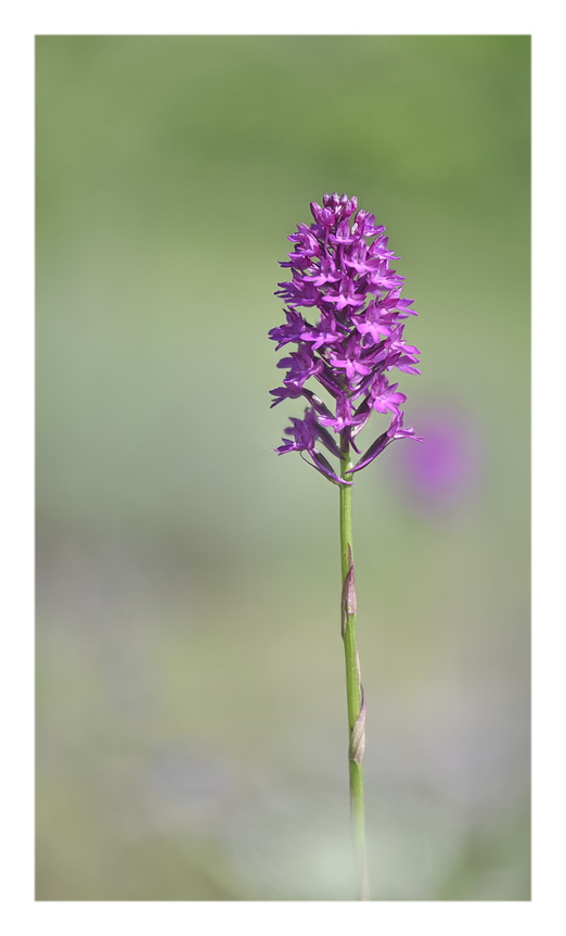 Orchidee Venete 2023 - 1