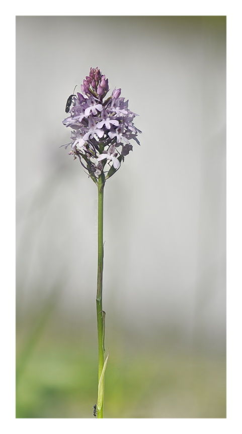 Orchidee Venete 2023 - 1