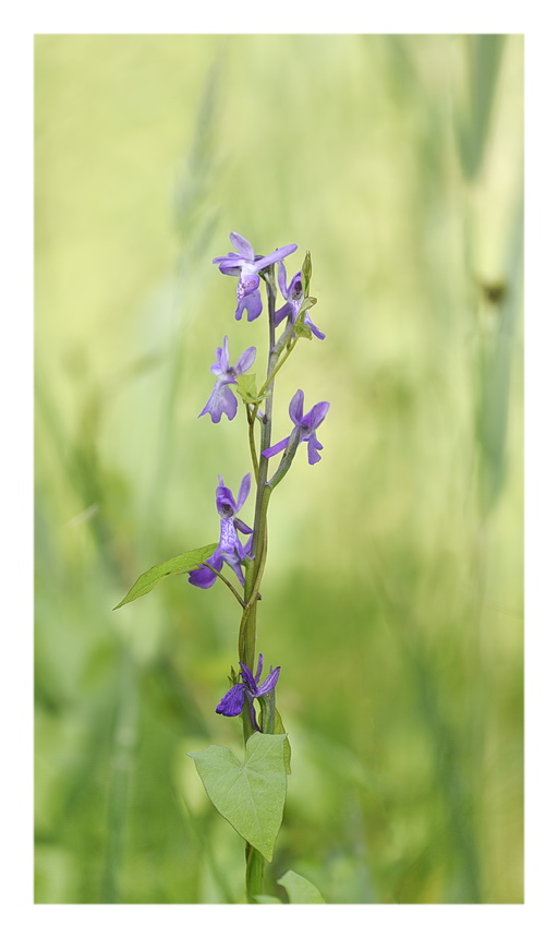 Orchidee Venete 2023 - 1