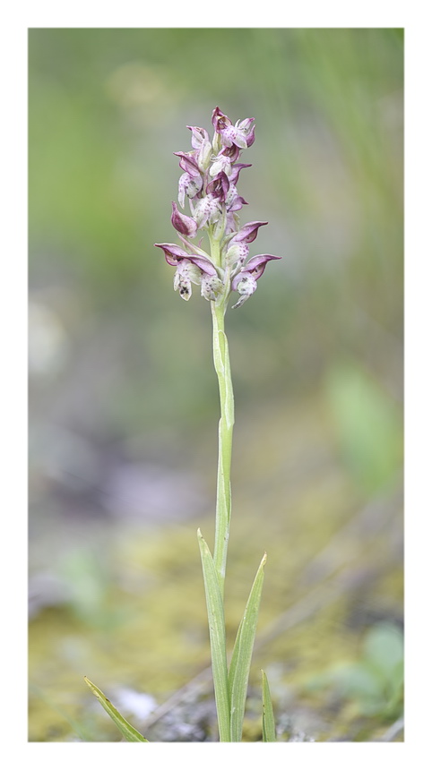 Orchidee Venete 2023 - 1