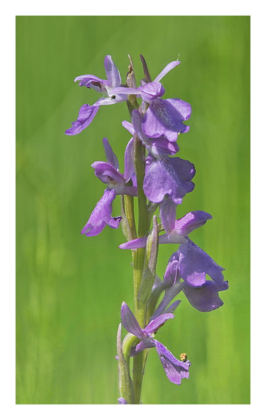 Orchidee Venete 2023 - 1