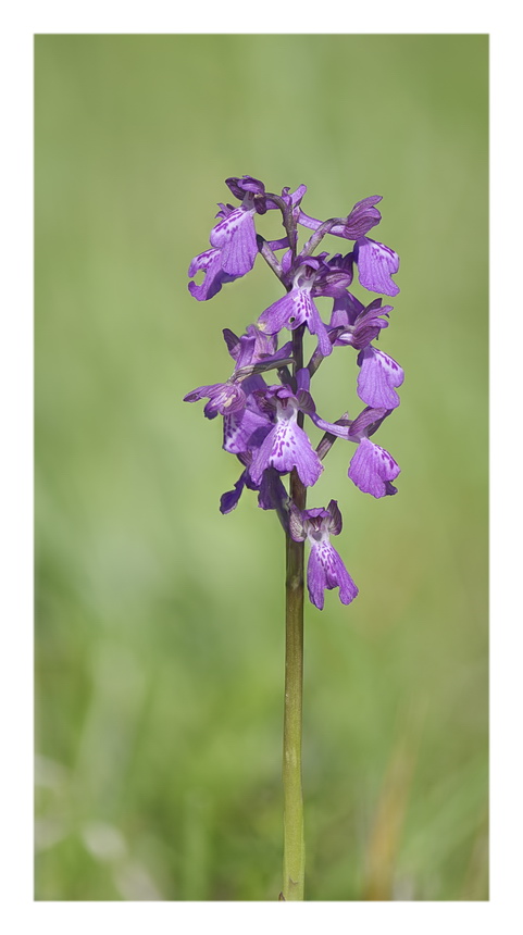 Orchidee Venete 2023 - 1