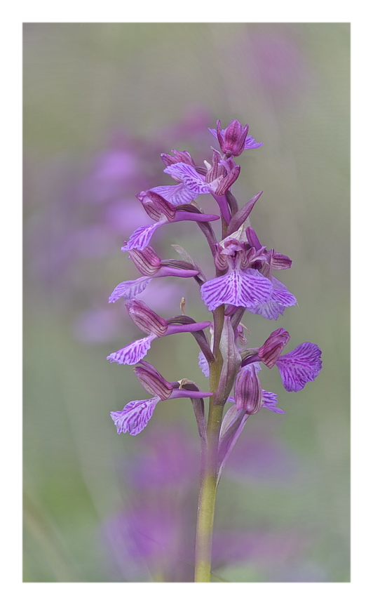 Orchidee Venete 2023 - 1