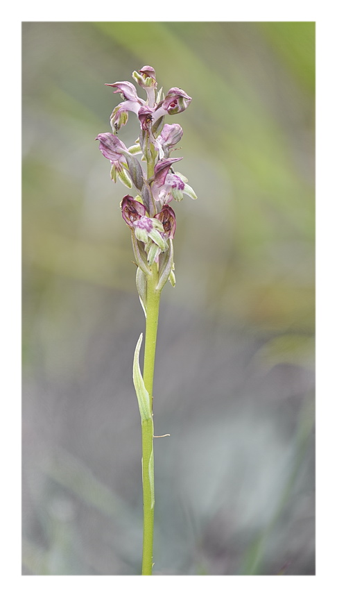 Orchidee Venete 2023 - 1