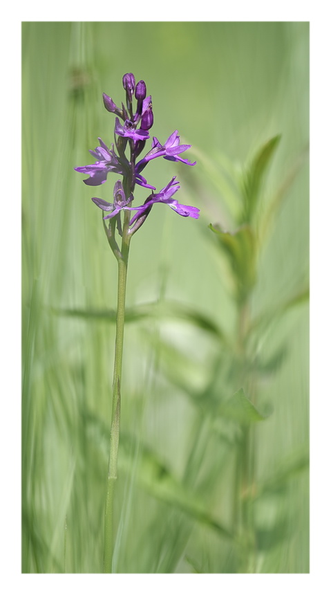 Orchidee Venete 2023 - 1