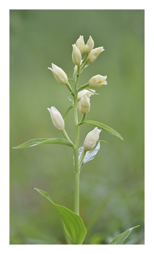 Orchidee Venete 2023 - 2