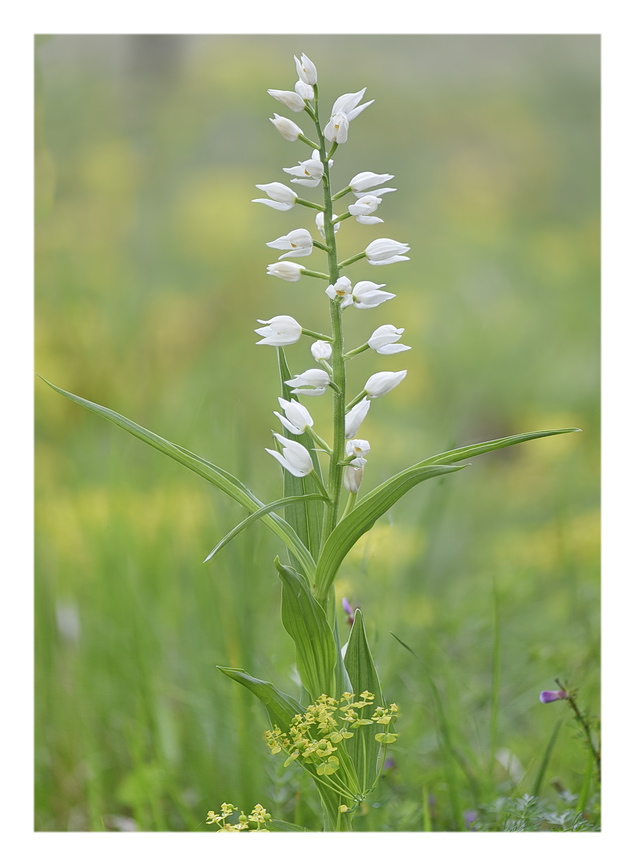 Orchidee Venete 2023 - 2