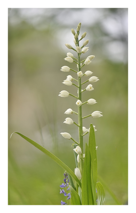 Orchidee Venete 2023 - 2