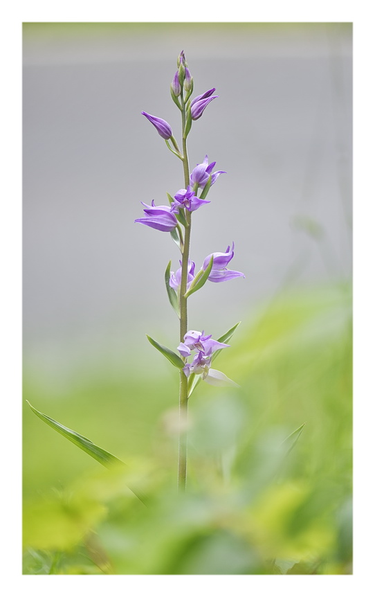 Orchidee Venete 2023 - 2