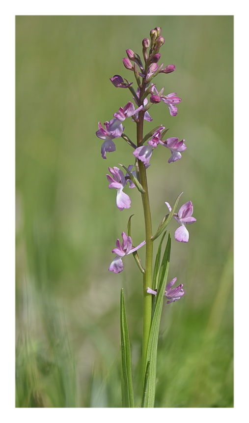 Orchidee Venete 2023 - 1