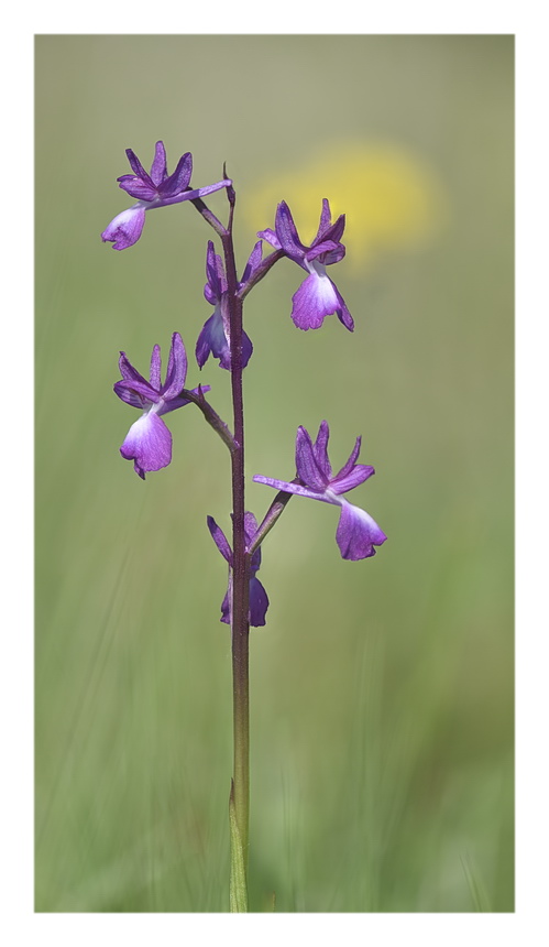 Orchidee Venete 2023 - 1