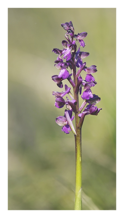 Orchidee Venete 2023 - 1