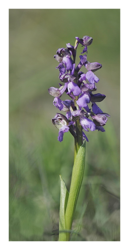 Orchidee Venete 2023 - 1