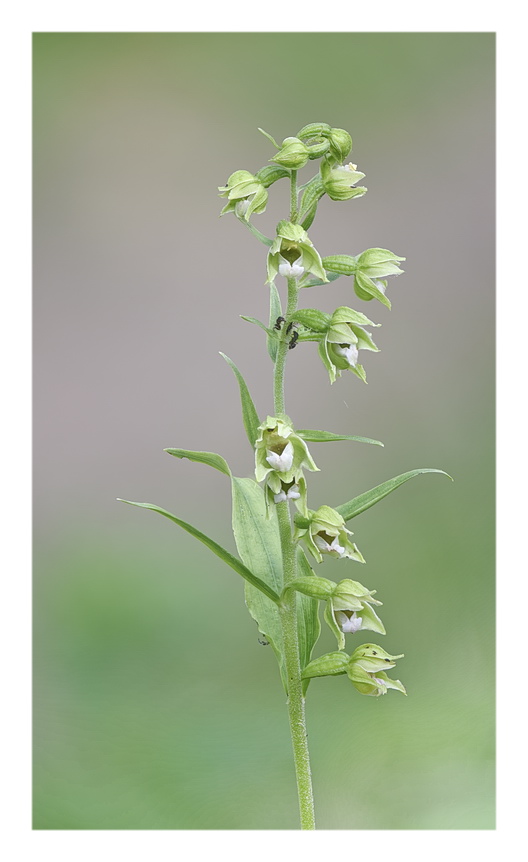 Orchidee Venete 2023 - 4