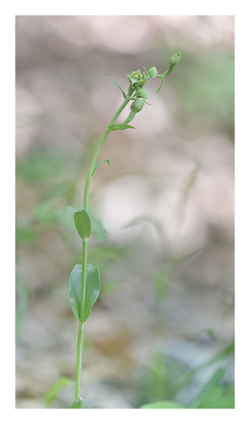 Orchidee Venete 2023 - 4