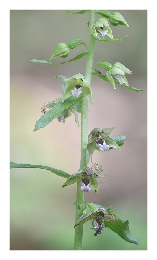 Orchidee Venete 2023 - 4