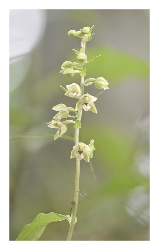 Orchidee Venete 2023 - 4