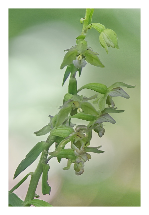 Orchidee Venete 2023 - 4