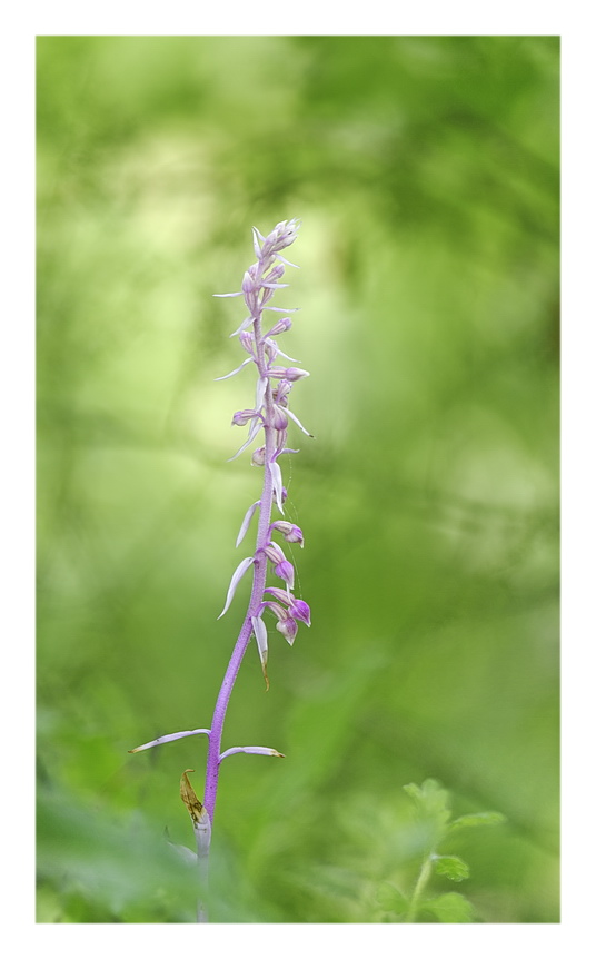 Orchidee Venete 2023 - 4