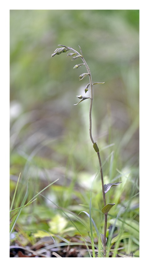 Orchidee Venete 2023 - 4