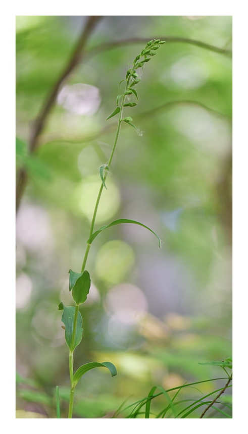 Orchidee Venete 2023 - 4