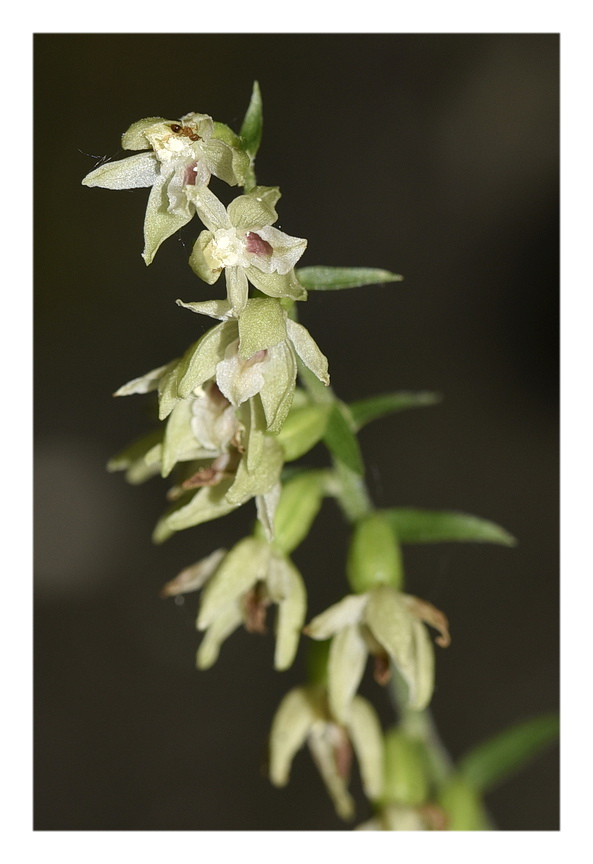 Orchidee Venete 2023 - 4