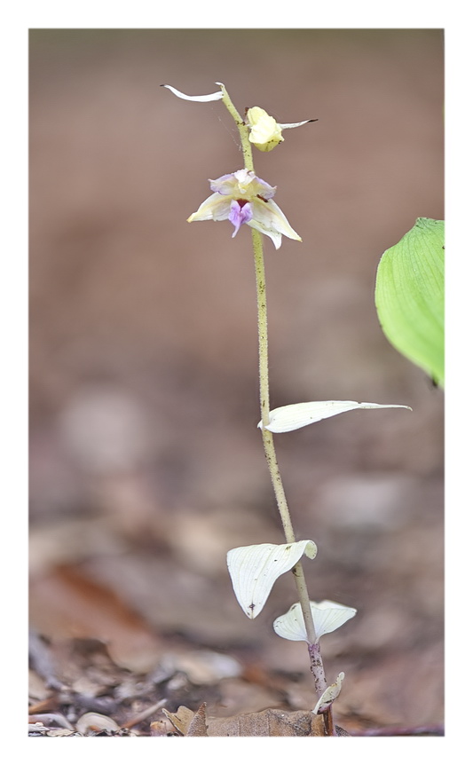 Orchidee Venete 2023 - 4