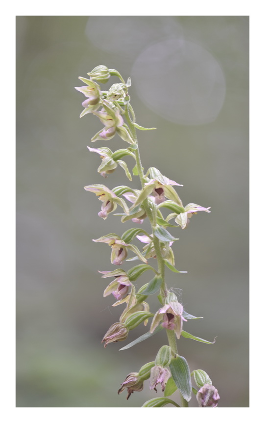 Orchidee Venete 2023 - 4