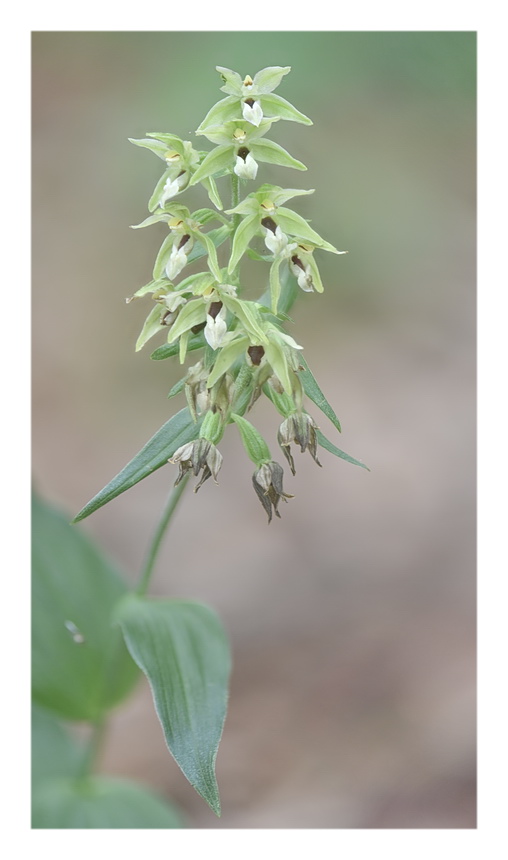 Orchidee Venete 2023 - 4