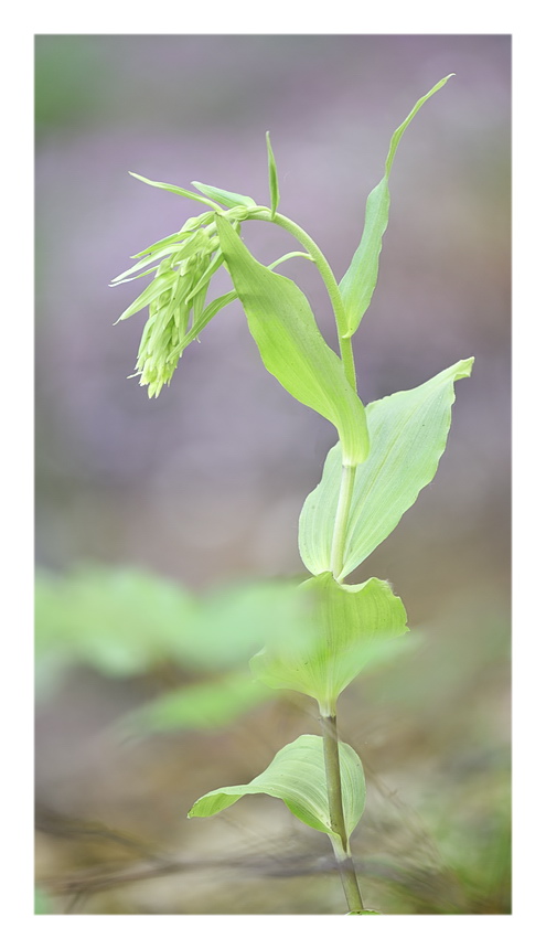 Orchidee Venete 2023 - 4