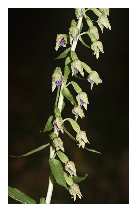 Orchidee Venete 2023 - 4