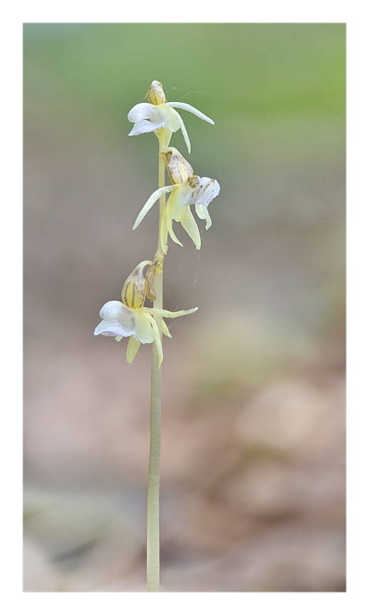 Orchidee Venete 2023 - 5