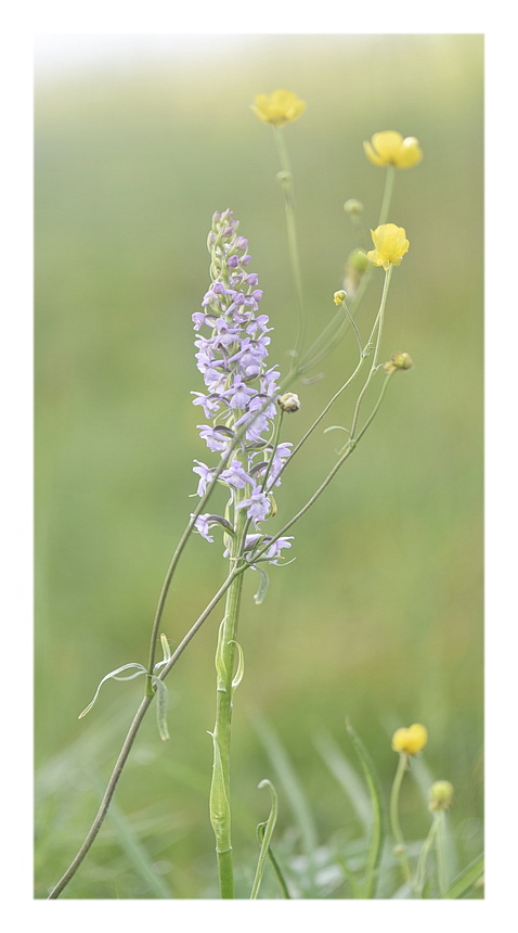 Orchidee Venete 2023 - 5