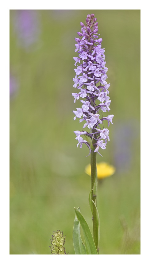 Orchidee Venete 2023 - 5