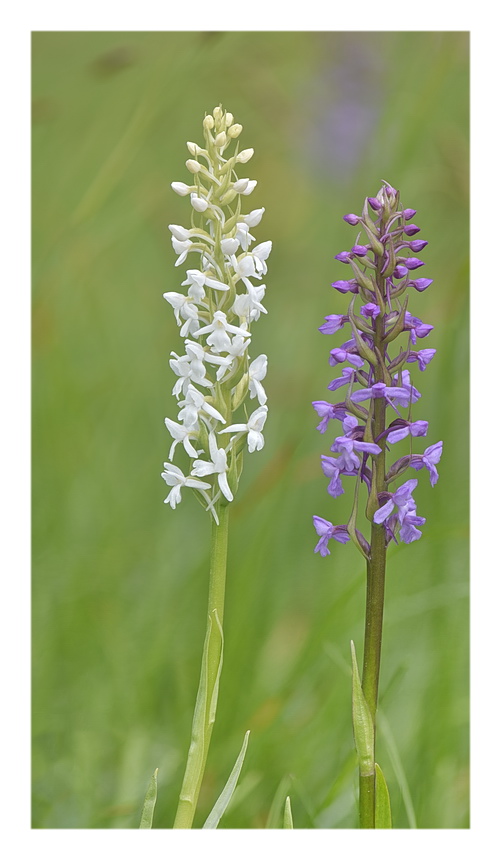 Orchidee Venete 2023 - 5