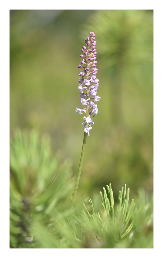 Orchidee Venete 2023 - 5