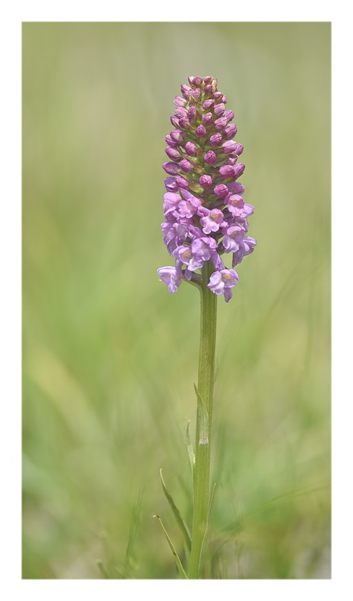 Orchidee Venete 2023 - 5