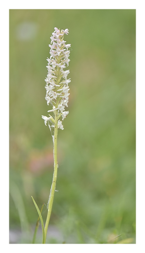 Orchidee Venete 2023 - 5