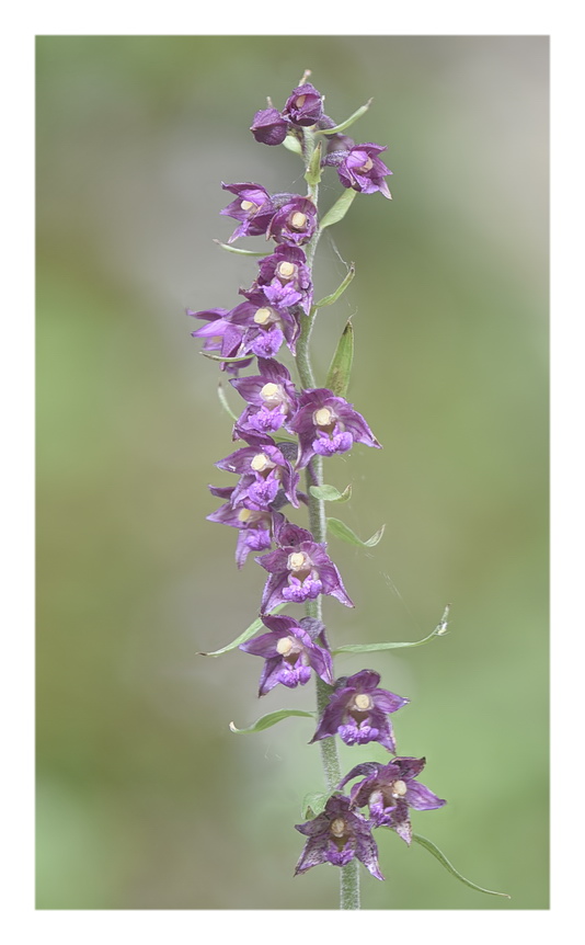 Orchidee Venete 2023 - 4