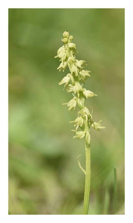 Orchidee Venete 2023 - 5