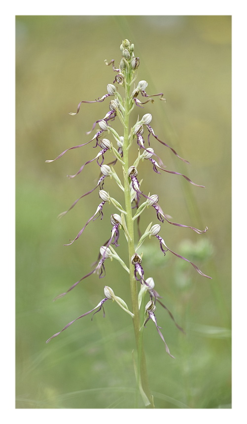 Orchidee Venete 2023 - 5