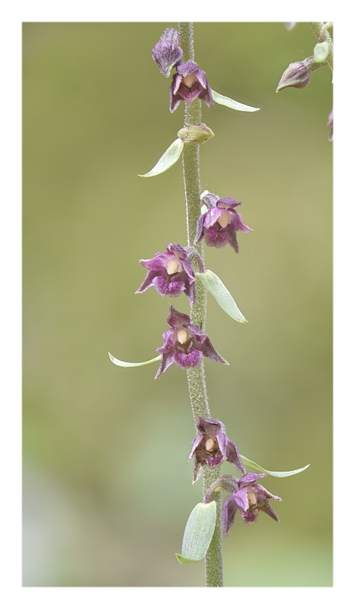 Orchidee Venete 2023 - 4