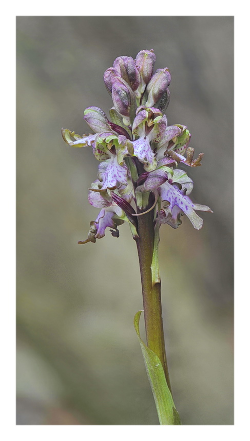 Orchidee Venete 2023 - 5