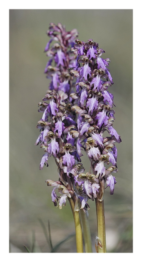 Orchidee Venete 2023 - 5