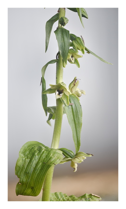 Orchidee Venete 2023 - 4