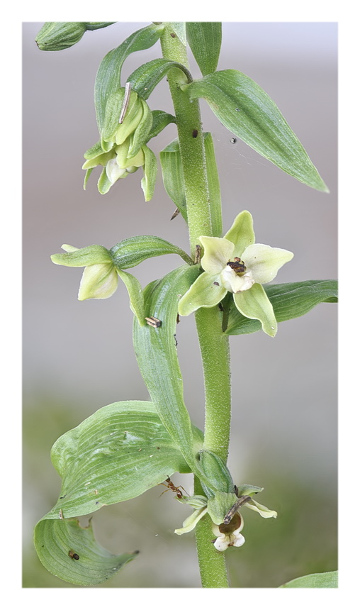 Orchidee Venete 2023 - 4